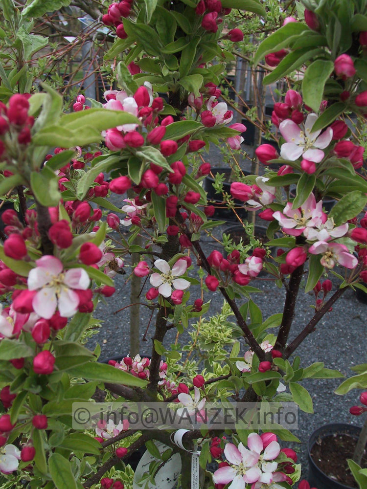 Malus Pom Zai 02a Ende April.jpg
